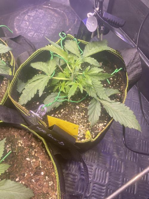 not a Triple Haze Run. Week 3