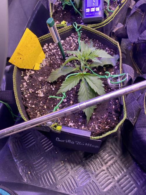 not a Triple Haze Run. Week 3