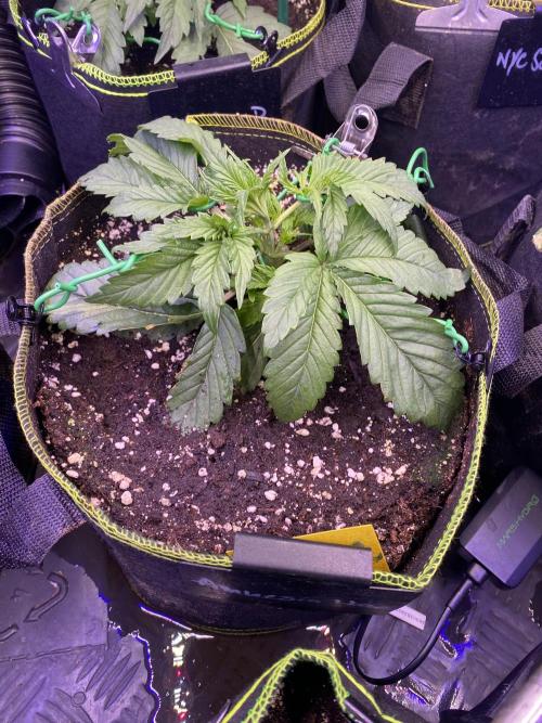 not a Triple Haze Run. Week 3