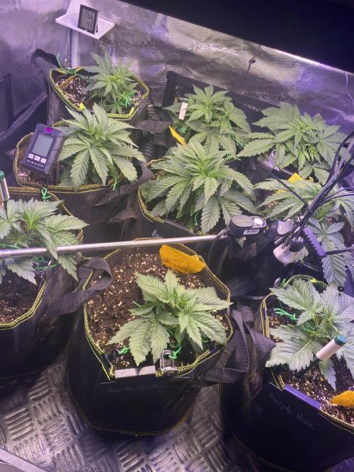 not a Triple Haze Run. Week 4