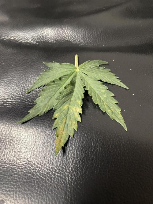 not a Triple Haze Run. Week 4 - Phosphorusdeficiency at NYC Sour D.