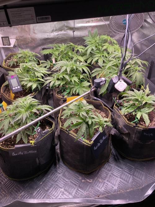 not a Triple Haze Run. Week 5