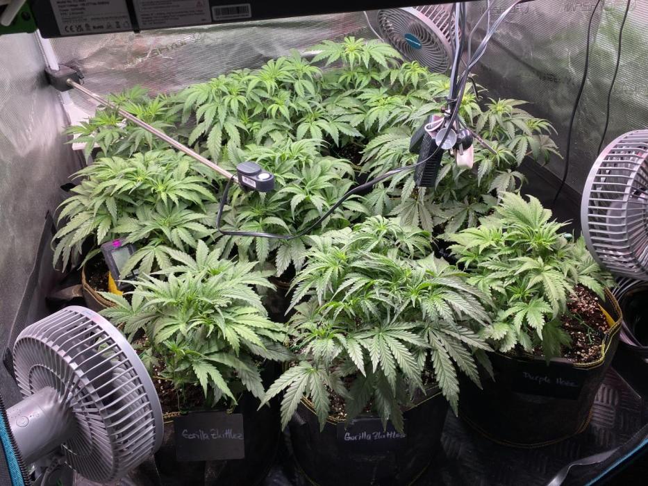 not a Triple Haze Run. Week 6