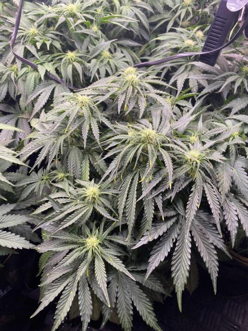 not a Triple Haze Run. Week 7 - Gorilla Zkittlez