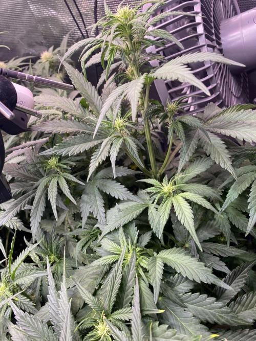 not a Triple Haze Run. Week 7 - Purple Haze