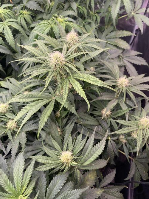 not a Triple Haze Run. Week 7 - Amnesia Haze