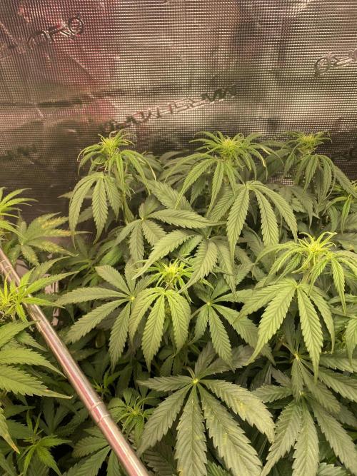 not a Triple Haze Run. Week 7 - NYC Sour D