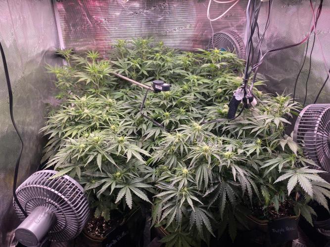 not a Triple Haze Run. Week 7