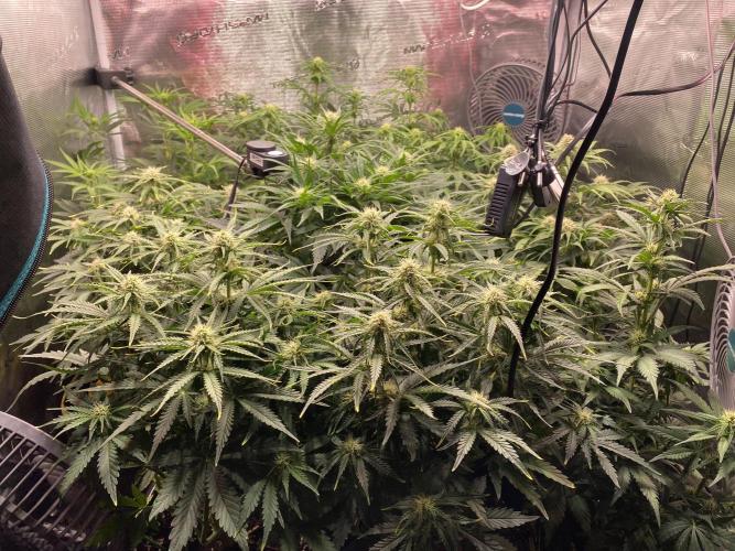 not a Triple Haze Run. Week 8