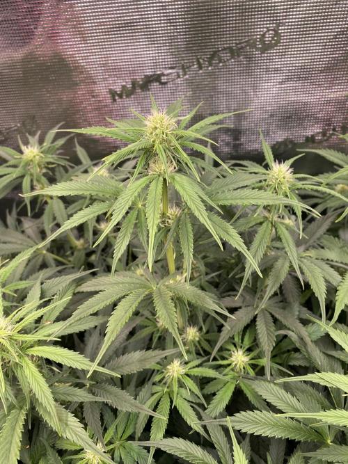 not a Triple Haze Run. Week 8 - NYC Sour D