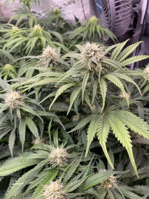 not a Triple Haze Run. Week 8 - Amnesia Haze