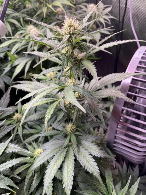 not a Triple Haze Run. Week 8 - Purple Haze