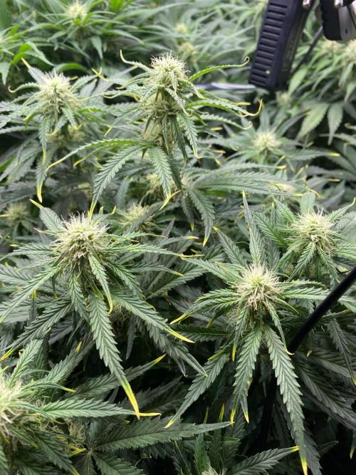 not a Triple Haze Run. Week 8 - Gorilla Zkittlez