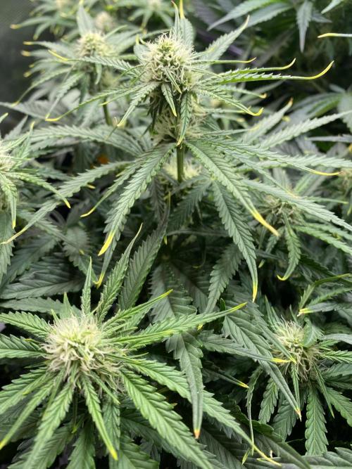 not a Triple Haze Run. Week 8 - Gorilla Zkittlez