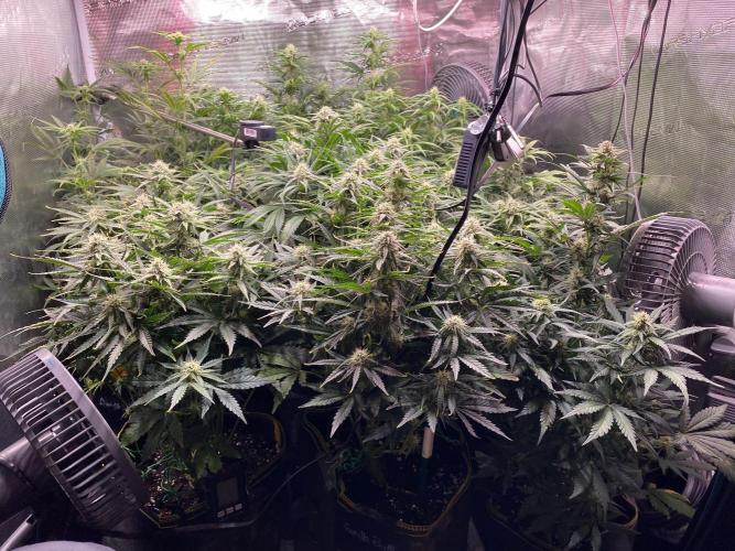 not a Triple Haze Run. Week 9