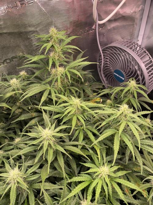 not a Triple Haze Run. Week 9 - NYC Sour D Auto