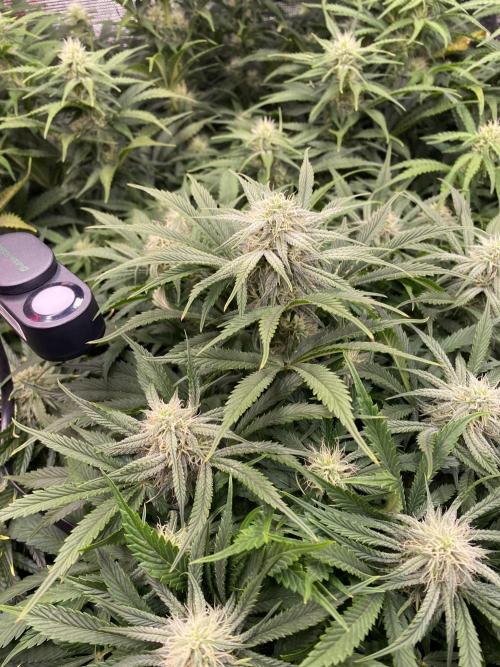 not a Triple Haze Run. Week 9 - Amnesia Haze Auto