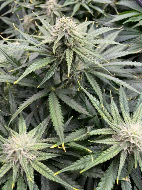 not a Triple Haze Run. Week 9 - Gorilla Zkittlez