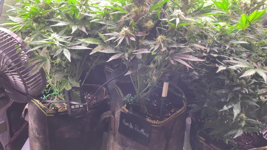 not a Triple Haze Run