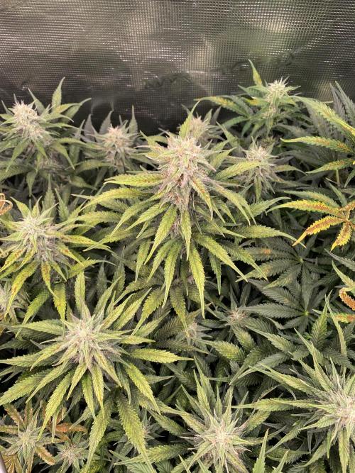 not a Triple Haze Run. Week 10 - NYC Sour D Auto