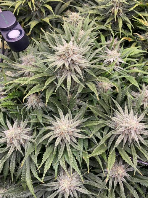 not a Triple Haze Run. Week 10 - Amnesia Haze Auto