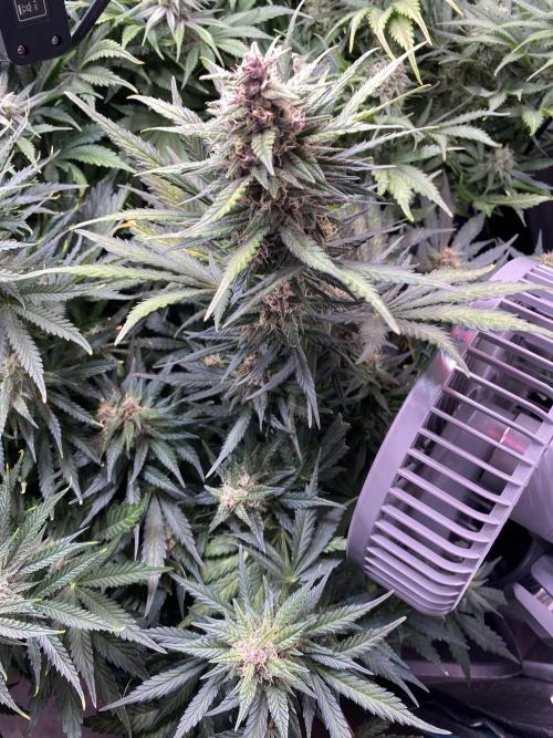 not a Triple Haze Run. Week 10 - Purple Haze Auto