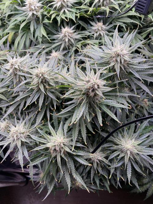 not a Triple Haze Run. Week 10 - Gorilla Zkittlez Auto