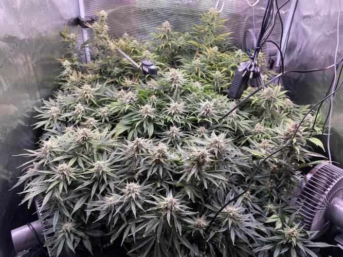 not a Triple Haze Run. Week 10