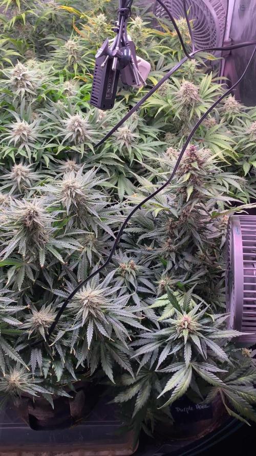 not a Triple Haze Run