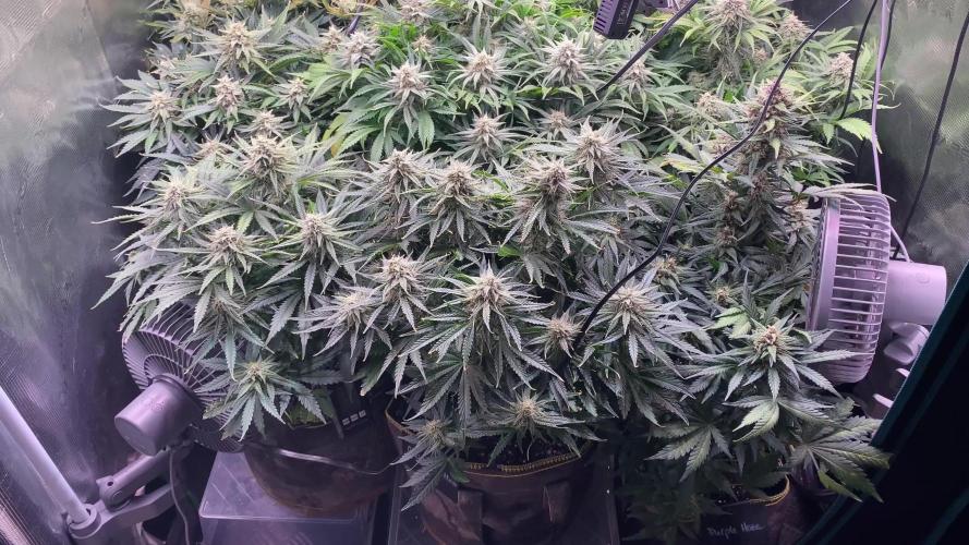 not a Triple Haze Run