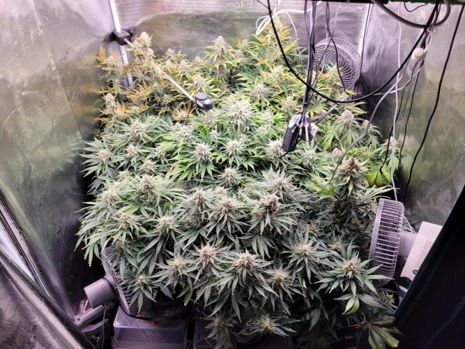 not a Triple Haze Run. Week 11