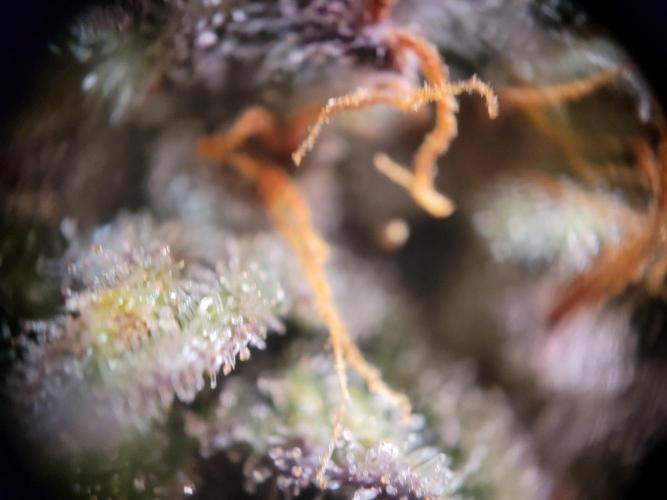 not a Triple Haze Run. Week 11 - NYC Sour D Auto