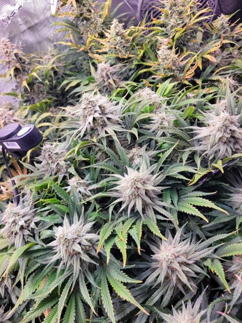 not a Triple Haze Run. Week 11 - Amnesia Haze Auto