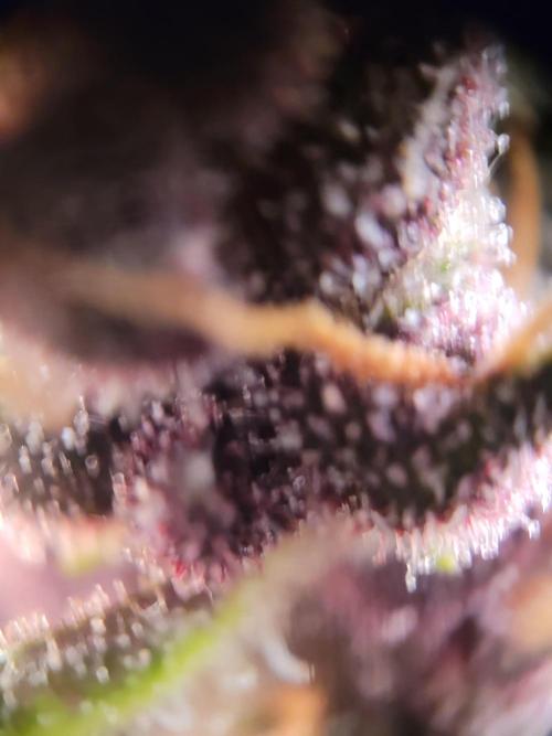 not a Triple Haze Run. Week 11 - Purple Haze Auto