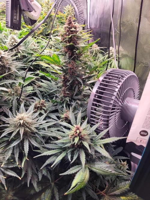 not a Triple Haze Run. Week 11 - Purple Haze Auto