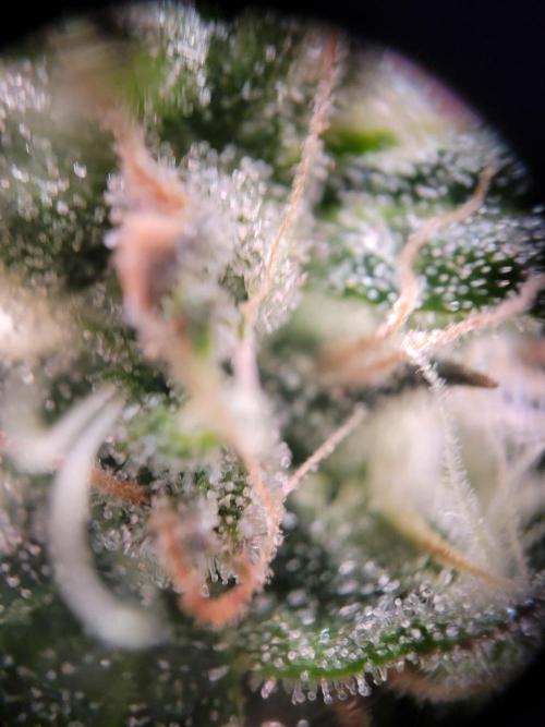 not a Triple Haze Run. Week 11 - Gorilla Zkittlez Auto