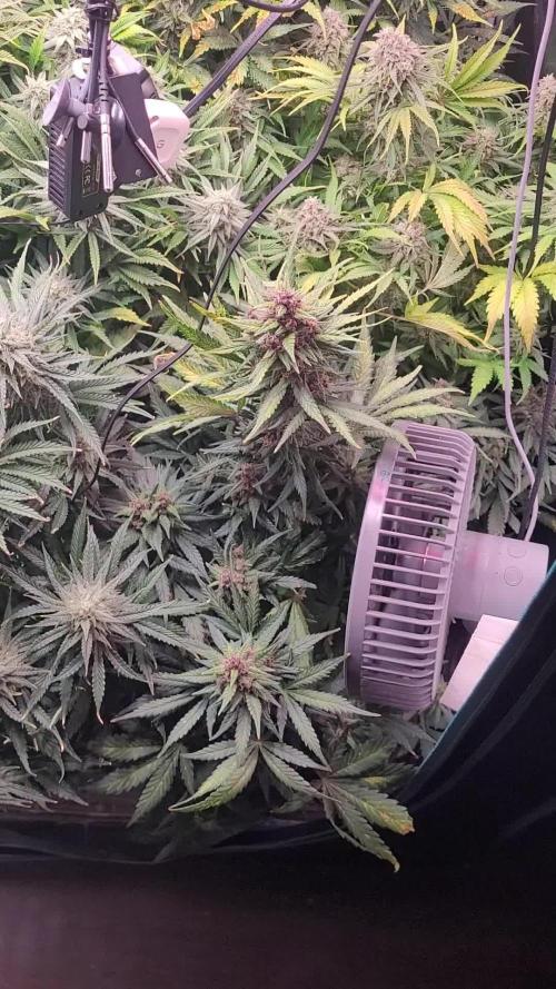 not a Triple Haze Run