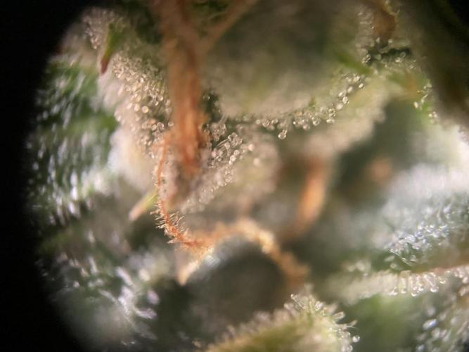 not a Triple Haze Run. Week 12 - Amnesia Haze Auto