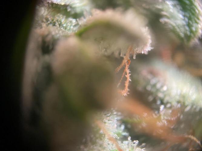 not a Triple Haze Run. Week 12 - Amnesia Haze Auto