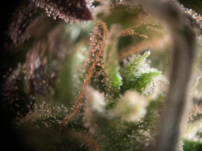 not a Triple Haze Run. Week 12 - Amnesia Haze Auto