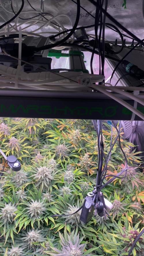 not a Triple Haze Run