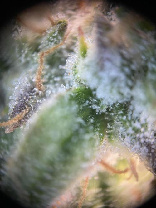 not a Triple Haze Run. Week 12 - Gorilla Zkittlez Auto