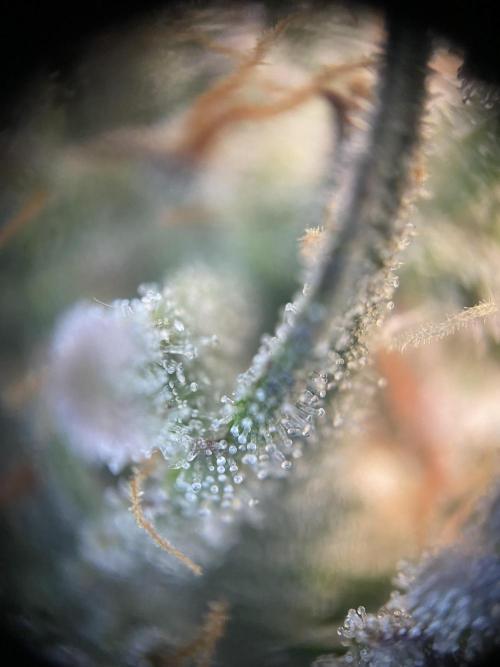 not a Triple Haze Run. Week 12 - Gorilla Zkittlez Auto