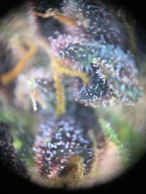 not a Triple Haze Run. Week 12 - Purple Haze Auto