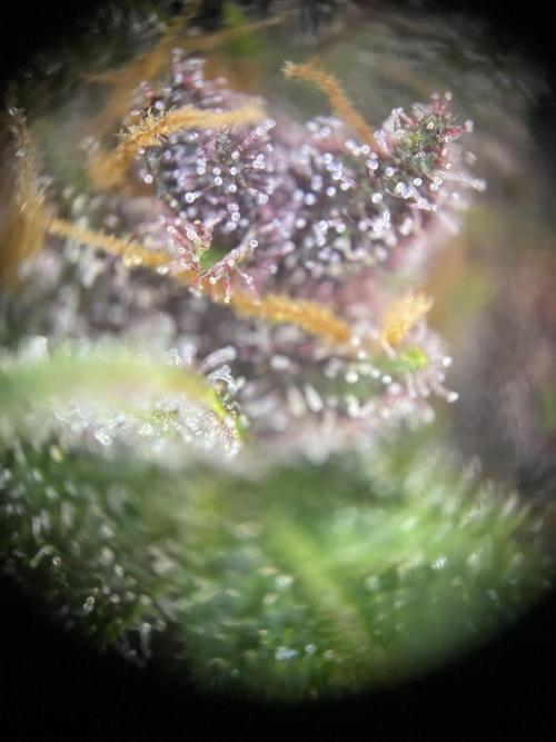 not a Triple Haze Run. Week 12 - Purple Haze Auto