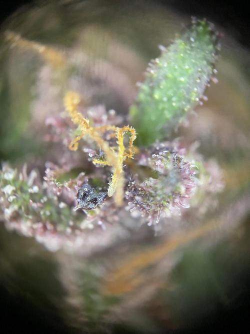 not a Triple Haze Run. Week 12 - Purple Haze Auto