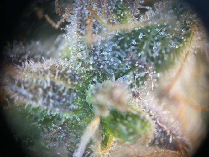 not a Triple Haze Run. Week 12 - NYC Sour D Auto