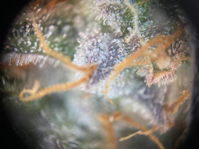 not a Triple Haze Run. Week 12 - NYC Sour D Auto