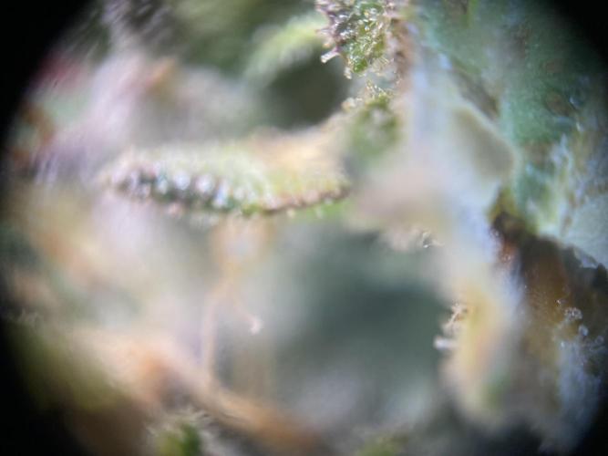 not a Triple Haze Run. Week 12 - NYC Sour D Auto