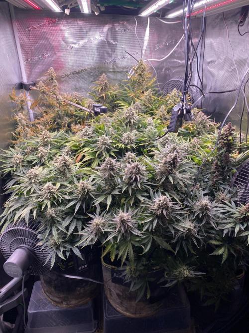 not a Triple Haze Run. Week 12